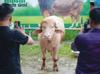 ‘Trump’ buffalo spared sacrifice, sent to Bangladesh national zoo