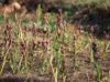 First domestic salep varieties registered