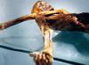 Scientists find yeast in ancient icemans guts and make bread