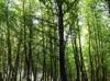 Istanbul bans entry to forests during wildfire season