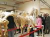 Zoology Museum reopens to visitors