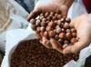 Türkiye’s hazelnut exports reach $1.2 billion in five months