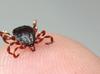 Istanbul reports 617 tick alerts in 2026 so far
