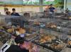 Stolen felines reunited with owners after Vietnam cat-meat bust