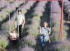Tekirdağ’s vast lavender fields draw day-trippers
