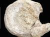 A rare dinosaur fossil found tucked away in a drawer