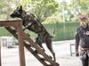 Rescue dog Ego certified for disaster response