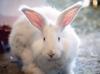 Protected Angora rabbits receive special care in Ankara
