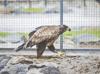 More than 2,200 rehabilitated wild animals returned to nature
