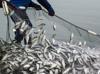 Türkiye targets $3 billion in aquaculture exports by 2028: Minister