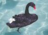 Five cygnets expected as nesting season begins at Kuğulu Park