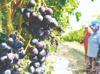 Turkish produce exports hit $2 billion mark in first half