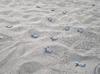 6,000 baby loggerhead turtles reach sea in Muğla