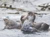 Australia confirms local transmission of bird flu