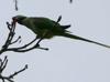 Invasive birds threaten native species in Istanbul
