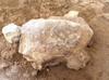 Recently dug turtle figurines expose ancient ritual heritage