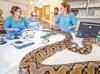 Pioneering cancer treatment saves python named Jodie Foster