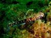 Rare marine life spotted again off Istanbul’s Princes’ Islands