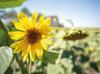Istanbul sunflower harvest expected to surge 25 percent