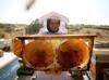Türkiye aims for top spot in honey production