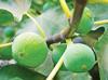 A eulogy to figs