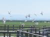Seasonal bird migration begins at Kızılırmak Delta in Samsun