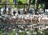Gaziantep Wildlife Park’s flamingo population reaches 52