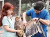 Endangered imperial eagle prepares to return to wild