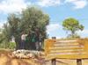 Relocated olive trees yield fruit in Antalya 10 years later