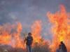 Israeli forces help settlers seize West Bank olive