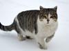 Archive reveals Russian bid to get 10,000 cats in Anatolia
