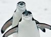 Climate change strips island’s title of largest penguin colony