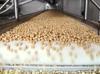 Türkiye’s hazelnut exports exceed $1.9 bln in first nine months