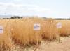 Türkiye develops three drought-tolerant wheat varieties