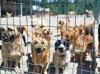 Ege University clears 150 student-cared dogs in unannounced raid