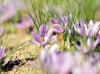 Safranbolu deploys gendarmerie to protect saffron fields as prices soar