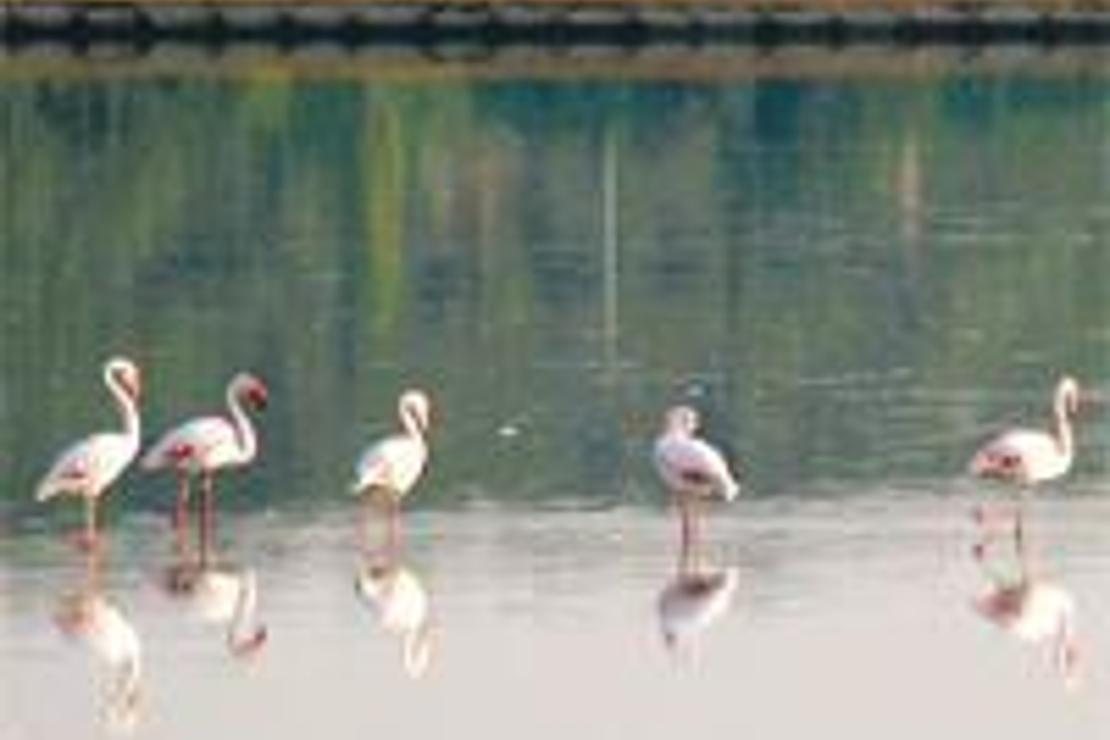 Kelaynak, flamingo, çöl varanı görmek isteyenlere doğa turları