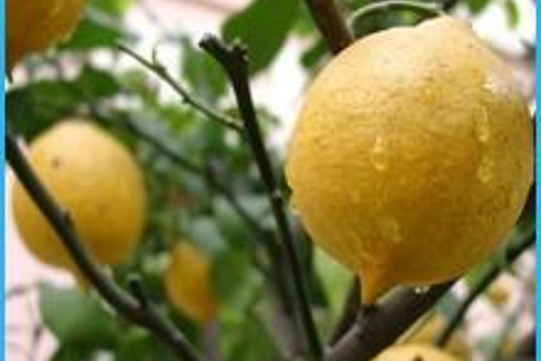 Sivilce ve nasıra karşı limon