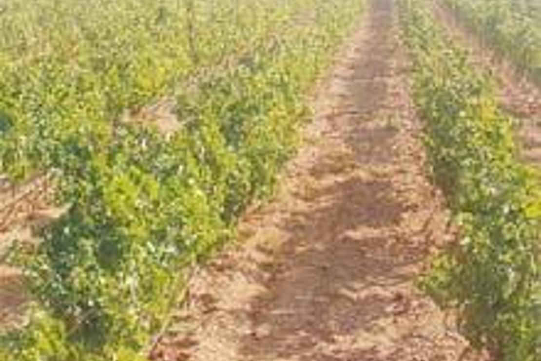 The Guardian: Bozcaada ’dünyada ziyaret edilmesi şart’ 10 üzüm bağı arasında