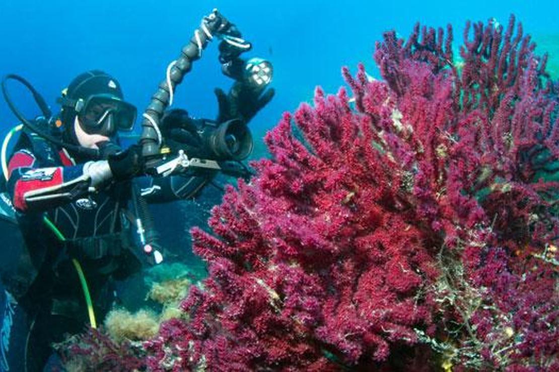 Ayvalık’ta sualtı dalışında kırmızı mercanların peşinde
