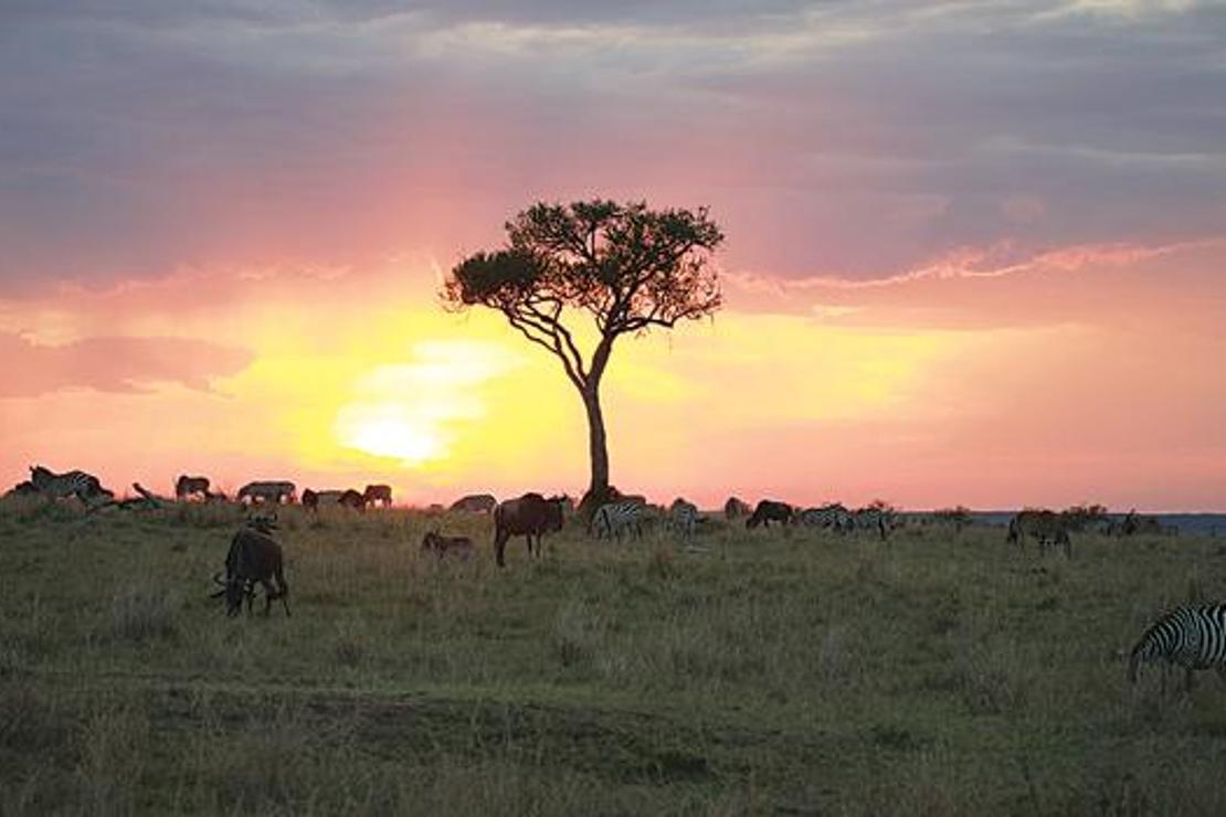 Kenya'nın yerel dansları aslında kız tavlamak için!