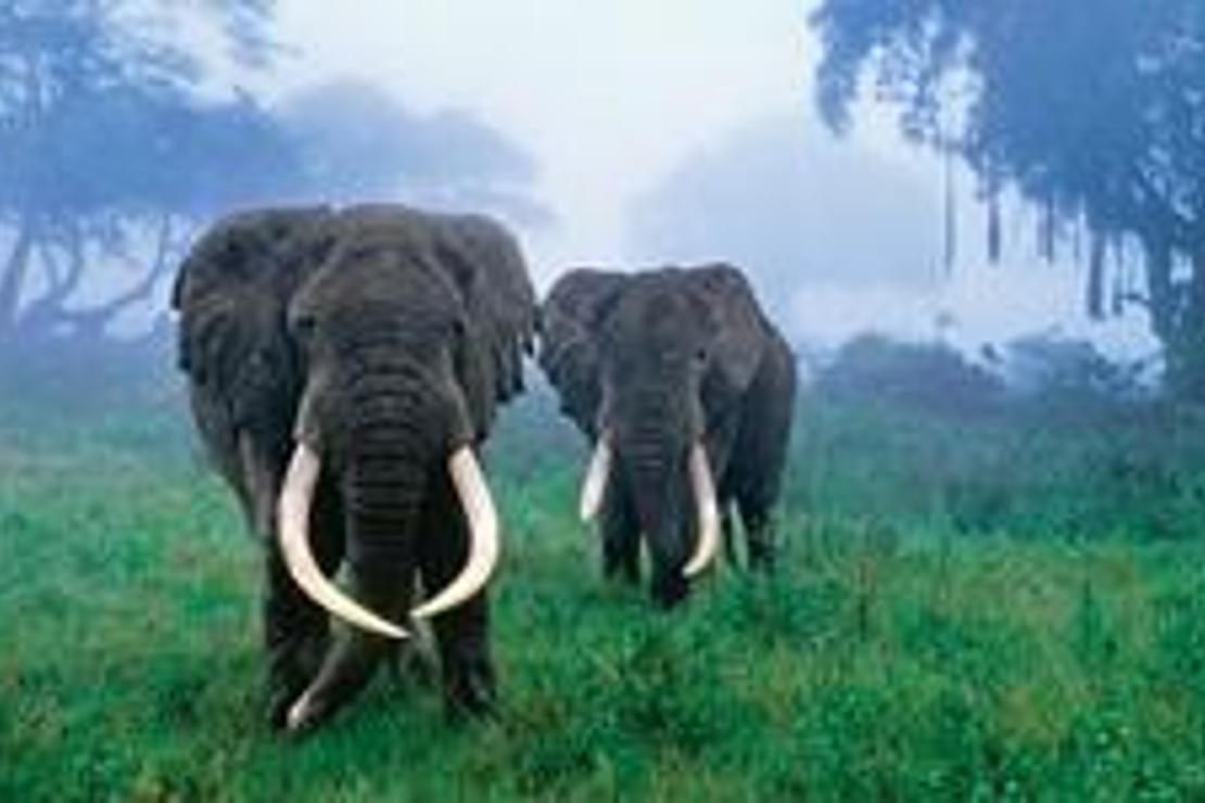 Ngorongoro’nun aslanları, filleri ve yerlileri turizme uyum sağlamış