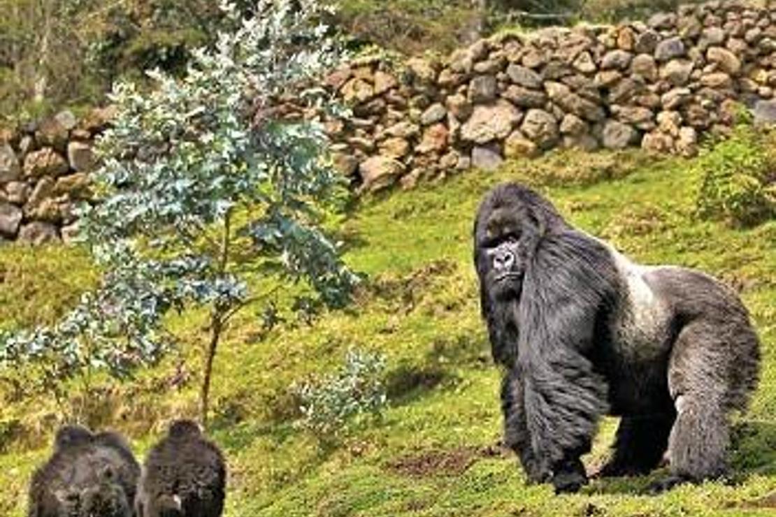 Gümüş sırtlı gorillerle bambu ormanlarında iki saat yürüdüm