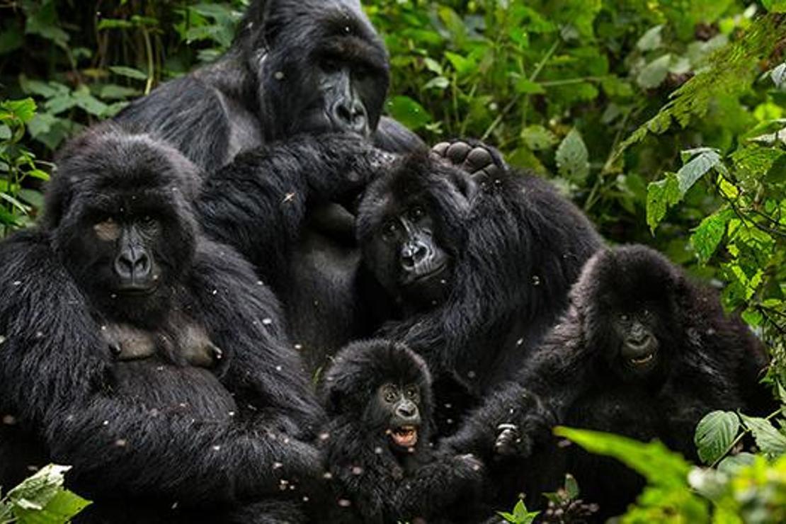 Virunga'da doğal hayatı korumak için tüm dünya seferber oldu