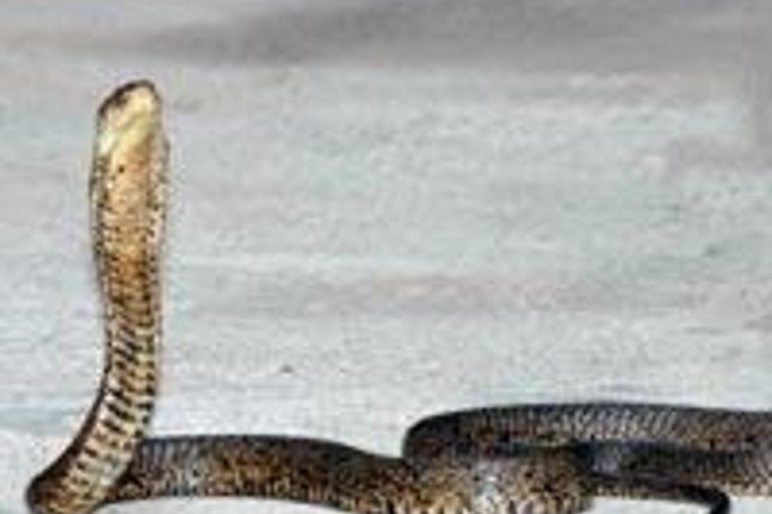 Kemer'de dünyanın en zehirli yılanları