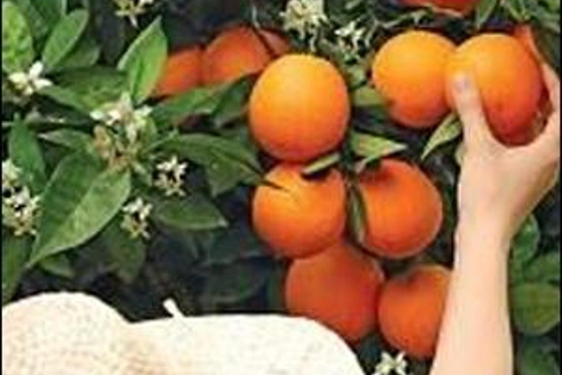 Akdeniz mavisinde portakal çiçekleri
