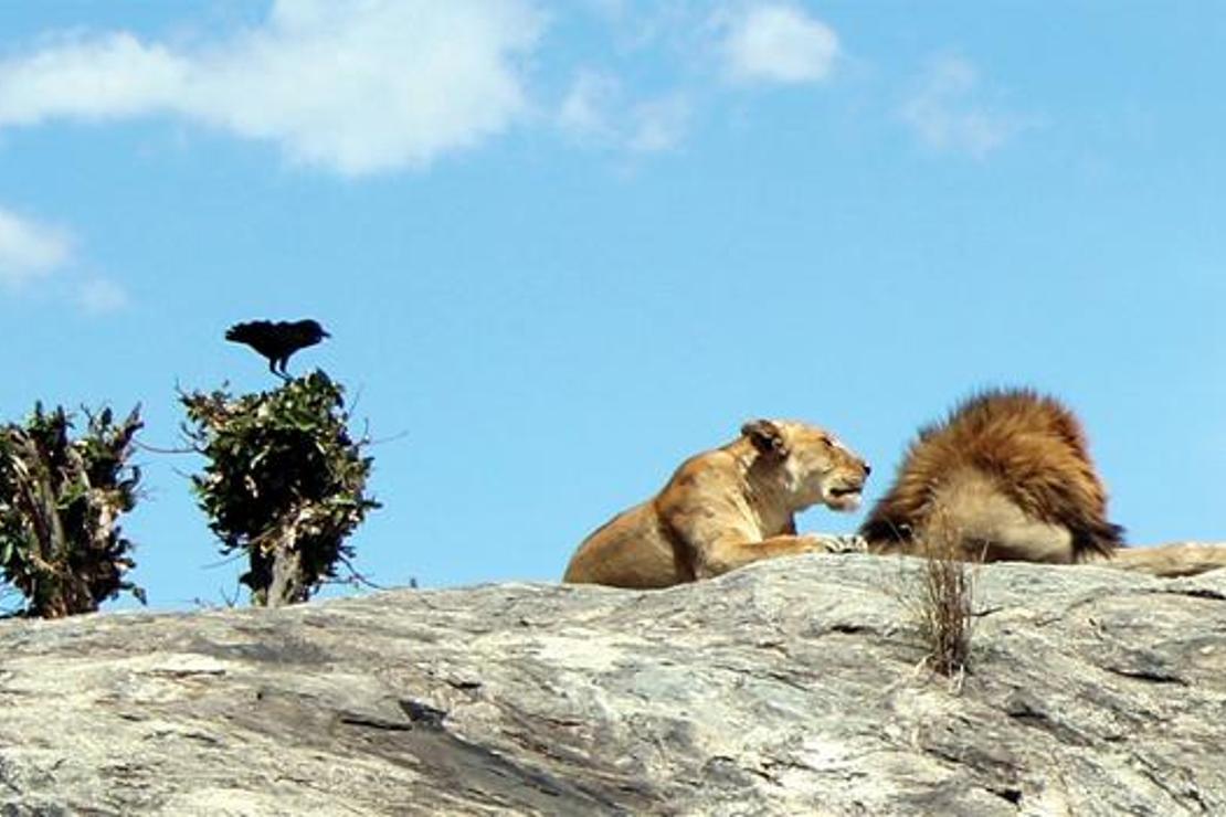 Serengeti’ye girer girmez aslan ailesiyle karşılaştık