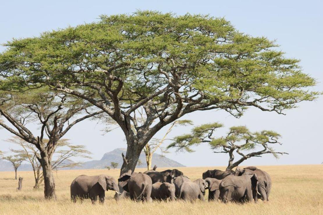 Vahşi yaşama yolculuk: Serengeti Milli Parkı