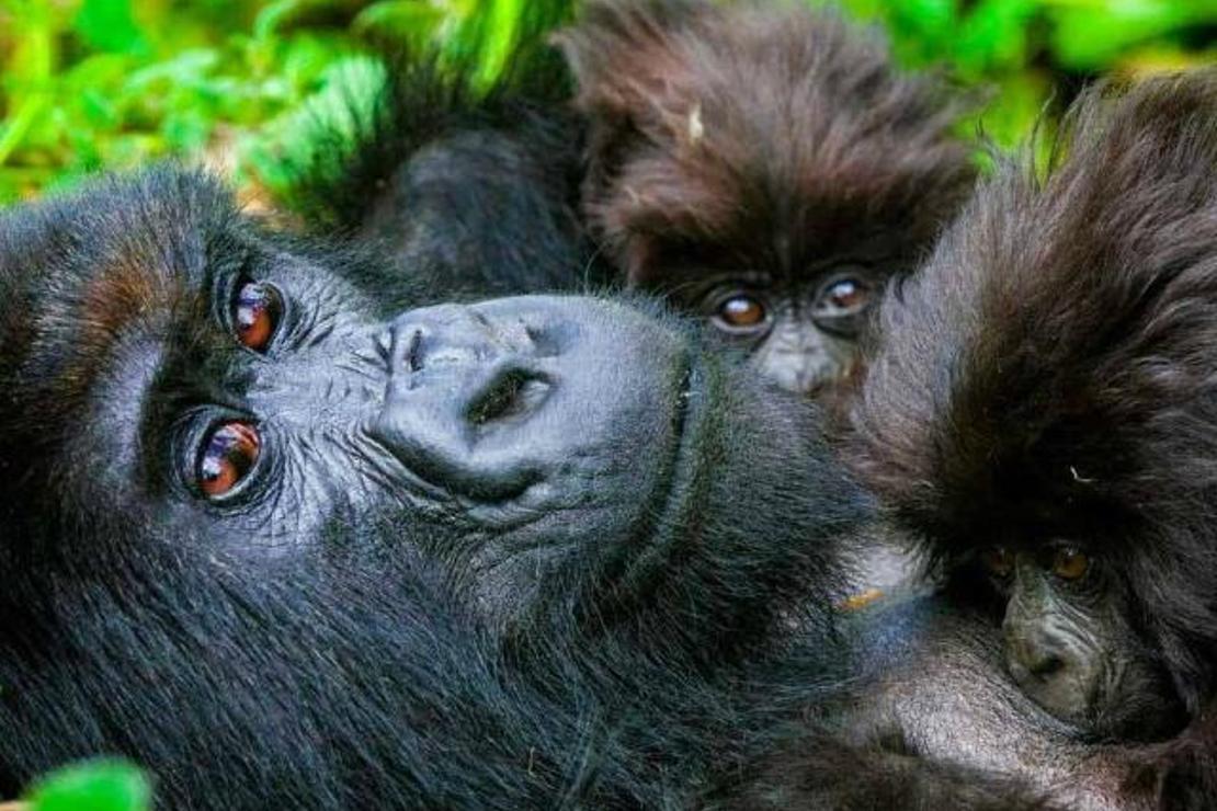 Nesli tükenme tehlikesindeki Gümüş Sırtlı Goriller için 'yeni doğan' festivali