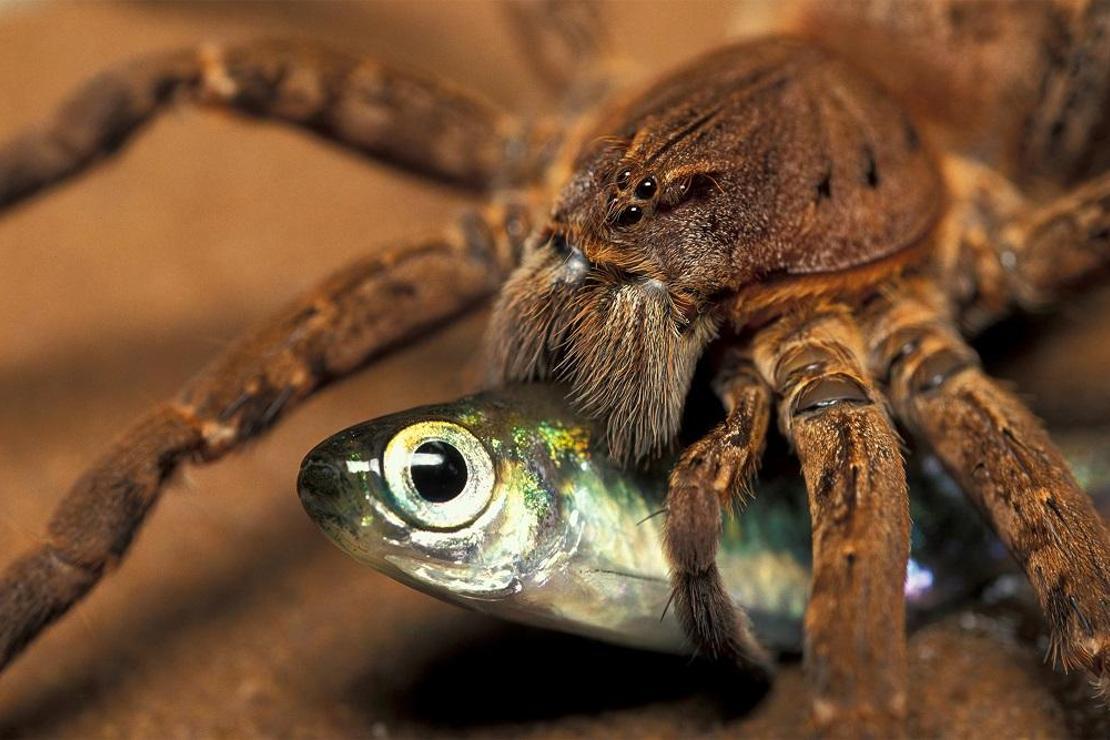Avustralya'da yeni bir tür: Balık yiyen örümcek